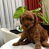 Toy Poodle