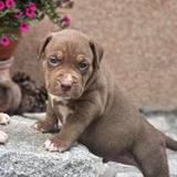 American Bully