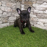 French bulldog