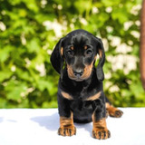 Dachshund puppies
