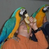 Parrots birds