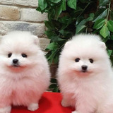 Pomeranian Puppies