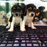 Beagle Puppies