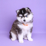 Pomsky puppies