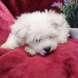 Maltese Puppies