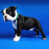 Boston Terrier Puppies