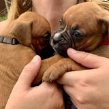 Boxer Puppies