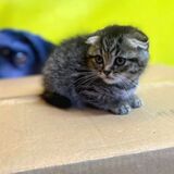 Kittens Cats