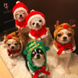 adorable teacuppuppies