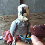 philipines animals