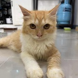 Ronaldo Pangan