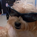 taddy csison
